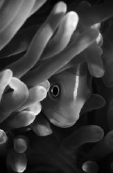 B&W clownfish,sulawesi 05,nikon d70 by Marco Wannenmacher 